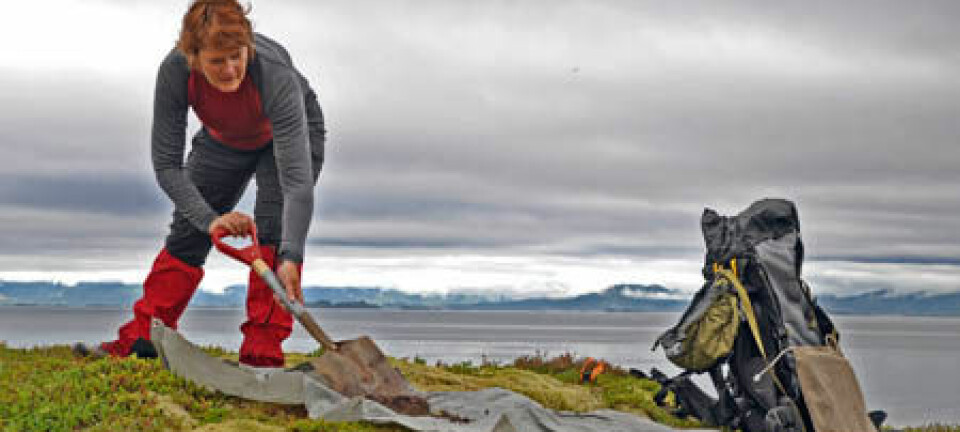 Belinda Flem spar opp torv og gjør klar til å ta en ny jordprøve på kysten av Hamarøy. Gudmund Løvø/NGU