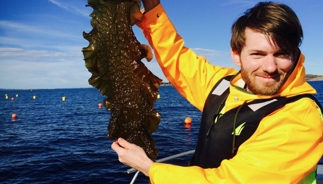 Daglig leder Jon Funderud i det Trondheimsbaserte firmaet Seaweed Solutions viser frem taren som de eksporterer til matprodusenter i Europa. Daglig leder Jon Funderud i det Trondheimsbaserte firmaet Seaweed Solutions viser frem taren som de eksporterer til matprodusenter i Europa.