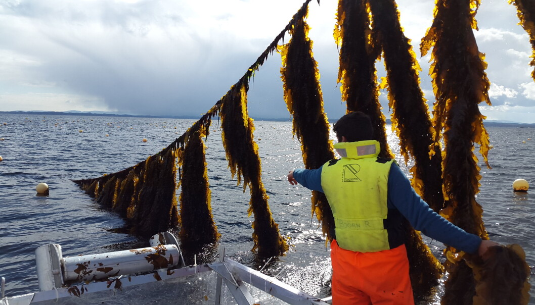 Akkurat nå høster sesongarbeidere hundre tonn tare på farmen i sjøen utenfor Frøya i Trøndelag. Så fryses den i blokker på ti kilo og sendes til matprodusenter i Norden, Tyskland, Nederland. Noe havner på tallerkener på gourmet-restauranter. Akkurat nå høster sesongarbeidere hundre tonn tare på farmen i sjøen utenfor Frøya i Trøndelag. Så fryses den i blokker på ti kilo og sendes til matprodusenter i Norden, Tyskland, Nederland. Noe havner på tallerkener på gourmet-restauranter.