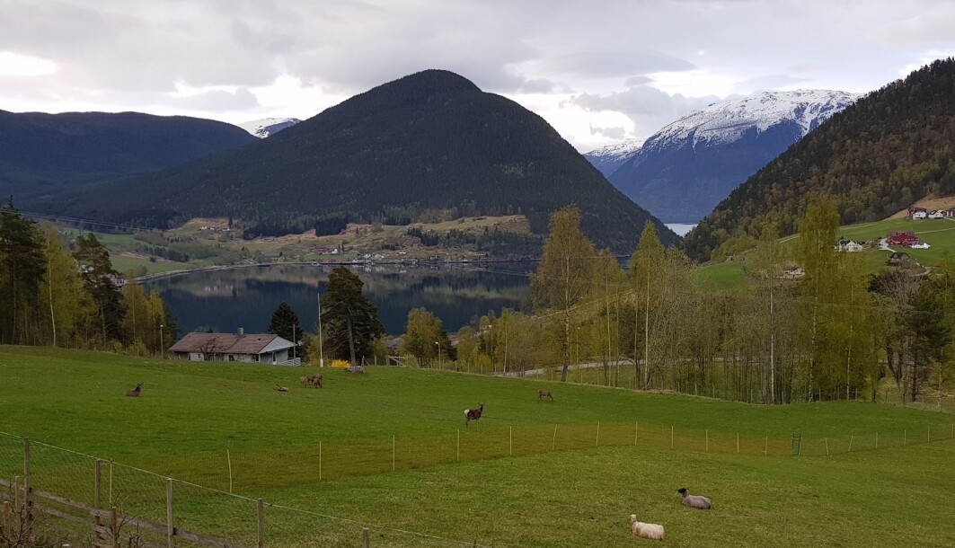 Våren gir ferskt gras i låglandet, men når snøen smeltar i fjella reiser hjorten dit for å få den beste maten. Sauen følger etter, godt hjelpt av oss menneske, som etterliknar naturens fenomen. Her hjort og sau side om side i låglandet – om våren– på Brekka i Kaupanger. Våren gir ferskt gras i låglandet, men når snøen smeltar i fjella reiser hjorten dit for å få den beste maten. Sauen følger etter, godt hjelpt av oss menneske, som etterliknar naturens fenomen. Her hjort og sau side om side i låglandet – om våren– på Brekka i Kaupanger.
