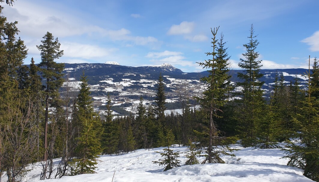 Snø og skog har ulik evne til å reflektere sollys. Snø og skog har ulik evne til å reflektere sollys.