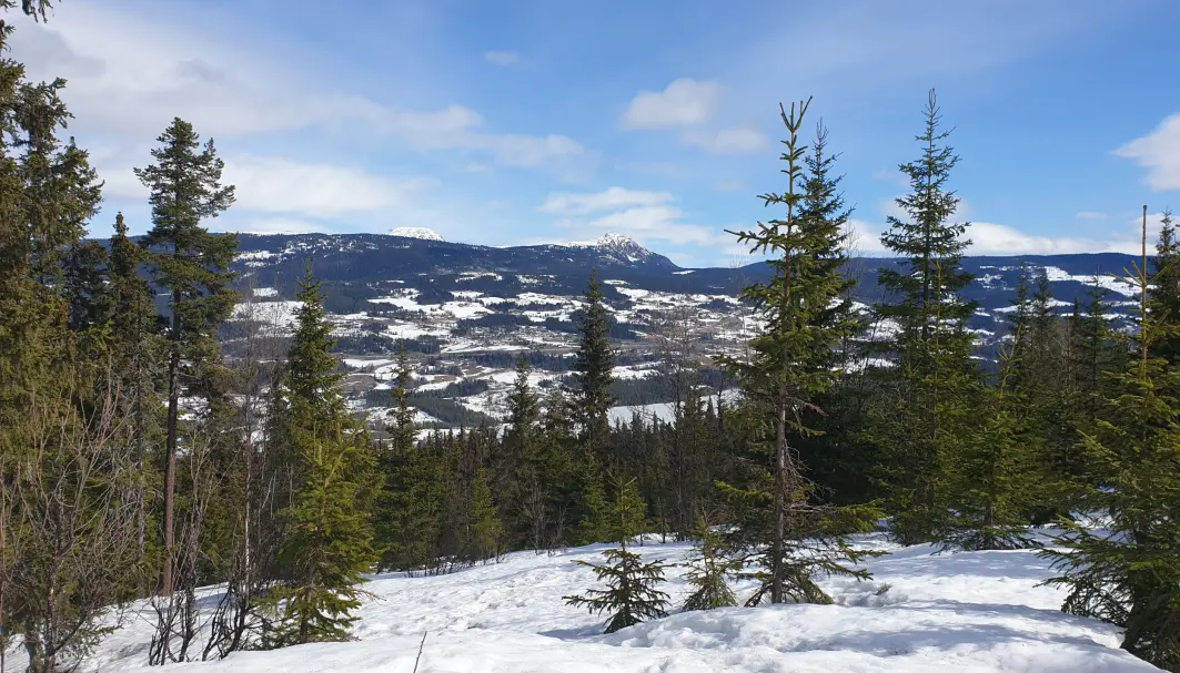 Snø og skog har ulik evne til å reflektere sollys. Snø og skog har ulik evne til å reflektere sollys.