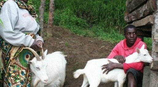 Norske melkegeiter har blitt gull verdt i Tanzania