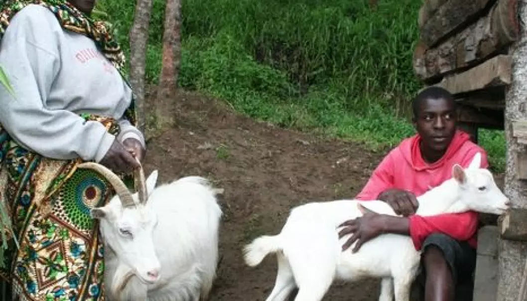 Norske melkegeiter har blitt gull verdt i Tanzania