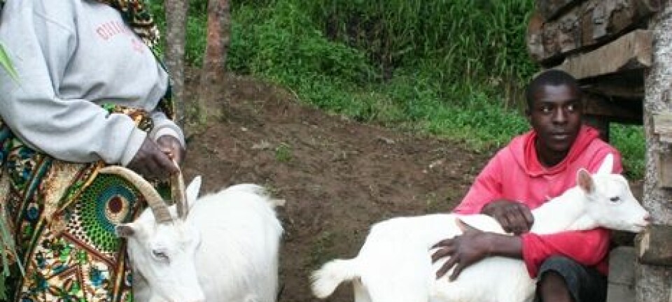 Elitha Fabian har hatt norske geiter siden 1988, året da melkegeitprosjektet kom til landsbyen. Nå har hun 15 geiter. Her får hun hjelp fra barnebarnet Gaitan Daniel Kulinyangwa til å passe dem. Asle Rønning
