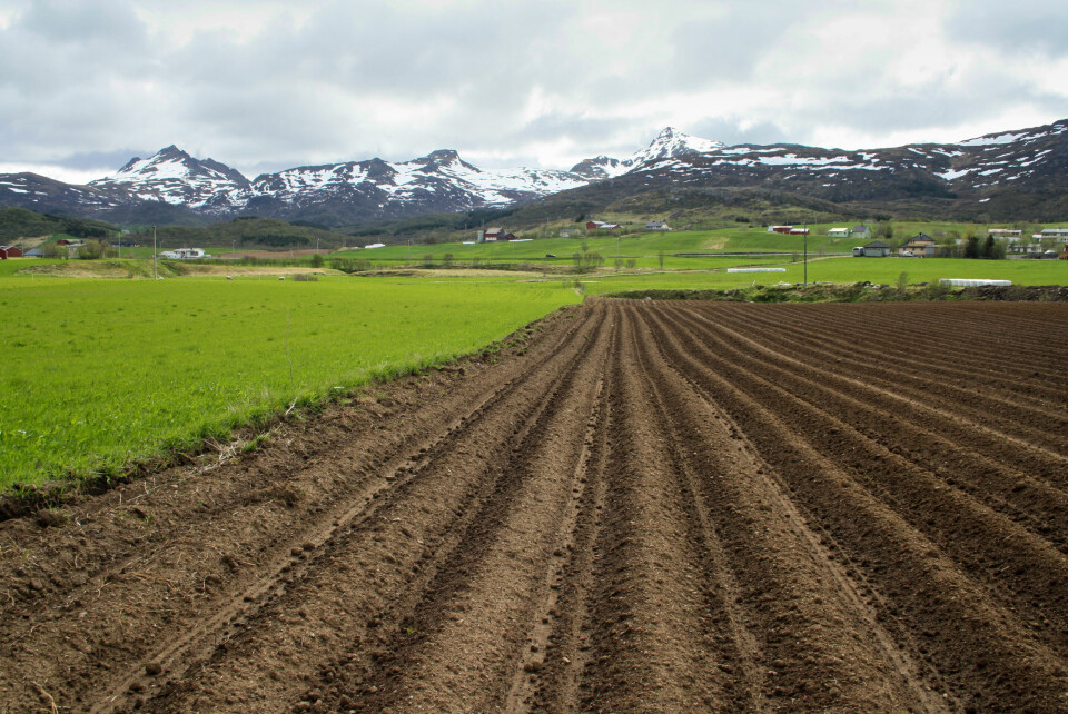 Ny kartlegging av jordsmonnet i Vestvågøy kommune viser at en stor andel av arealene har svært god jordkvalitet. Området på bildet egner seg for eksempel svært godt til potetproduksjon. (Foto: Åge Nyborg / Skog og landskap)