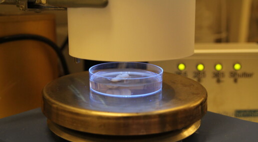 UV-lys beskytter mot skadelige virus UV-lys beskytter mot skadelige virus