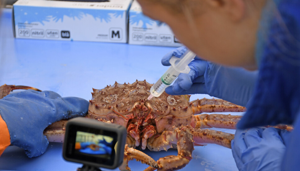 Krepsdyrene mangler en samlet hjerne, men har funksjonene delt mellom flere nervesentra. Krabbe har to slike, mens hummer har atskillig flere. Både krabbe og hummer har et hovednervesenter rett bak og mellom øynene. Forskere utelukker ikke at krepsdyr kan oppleve smerte eller ubehag.