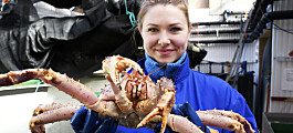 Hvordan avlive krabber så skånsomt som mulig?