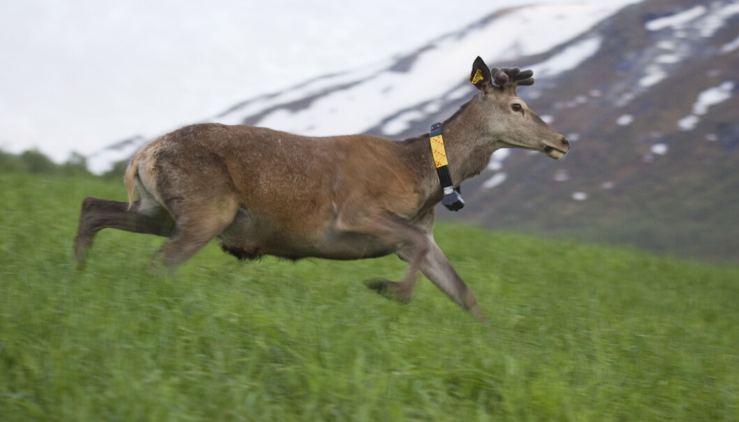 Denne hjorten har ein GPS-klave som gjer at forskarar kan hente posisjonsdata som gjer det mogeleg å finne ut litt av kvart om dyra sine bevegelser. Denne hjorten har ein GPS-klave som gjer at forskarar kan hente posisjonsdata som gjer det mogeleg å finne ut litt av kvart om dyra sine bevegelser.