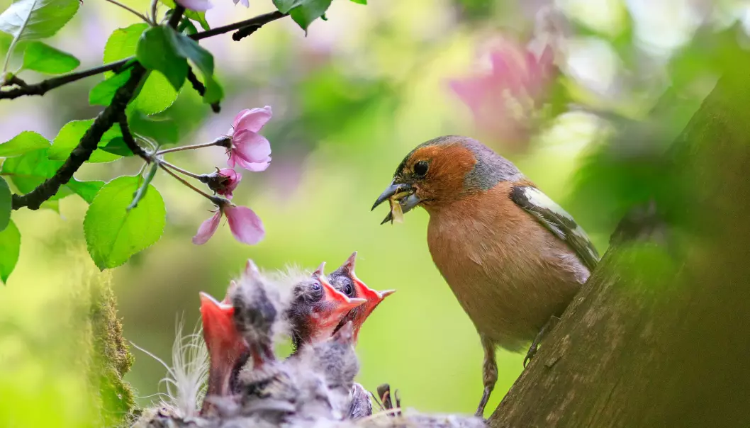 For fugler som bygger rede har ikke ungenes lukt så mye å si, mener forsker.