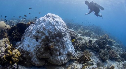 Bakterier hjalp truede koraller
