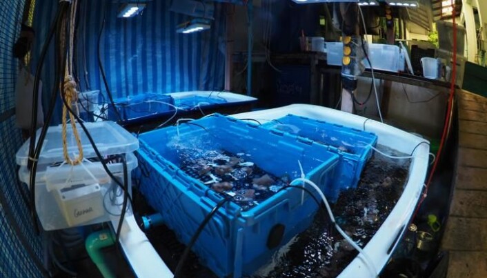 I disse tankene testet forskerne ut transplantasjon av bakterier i koraller. I disse tankene testet forskerne ut transplantasjon av bakterier i koraller.