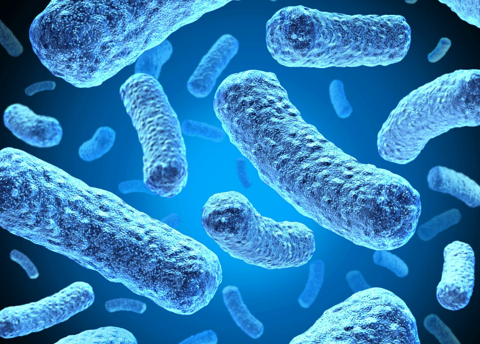 Researchers in Oslo collaborated with scientists in Great Britain in order to compare the development of antibiotic resistance in the two countries. In Great Britain, there is a faster spread of E. coli bacteria that are resistant to antibiotics.