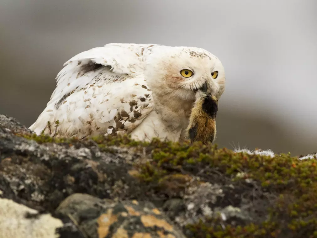 Tidligere var hekkende snøugle et vanlig syn i den lav-arktiske tundraen i Finnmark, men de siste årene har fuglen blitt sett stadig sjeldnere. Det kan skyldes nedgang av lemen, som er hovedføden til snøugla.