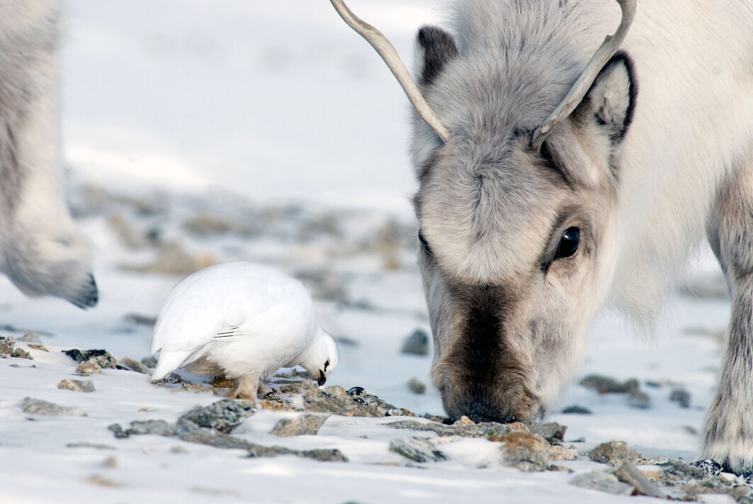 Økosystemet på land på Svalbard har bare tre overvintrende arter av store dyr som holder til over hele øygruppen. Disse er svalbardrype, svalbardrein og fjellrev. Det som skjer med én art, påvirker de andre artene. Flere reinsdyr fører naturlig nok til flere reinsdyrkadavre. Fjellreven nyter godt av kadavrene, og revebestanden øker. Økosystemet på land på Svalbard har bare tre overvintrende arter av store dyr som holder til over hele øygruppen. Disse er svalbardrype, svalbardrein og fjellrev. Det som skjer med én art, påvirker de andre artene. Flere reinsdyr fører naturlig nok til flere reinsdyrkadavre. Fjellreven nyter godt av kadavrene, og revebestanden øker.