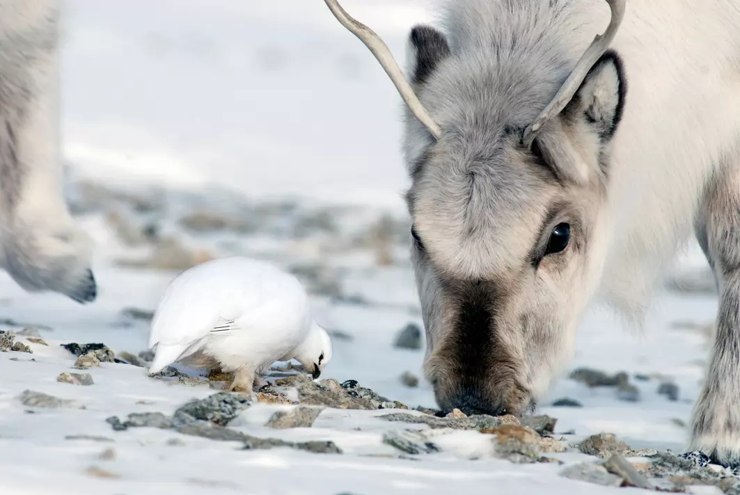Økosystemet på land på Svalbard har bare tre overvintrende arter av store dyr som holder til over hele øygruppen. Disse er svalbardrype, svalbardrein og fjellrev. Det som skjer med én art, påvirker de andre artene. Flere reinsdyr fører naturlig nok til flere reinsdyrkadavre. Fjellreven nyter godt av kadavrene, og revebestanden øker.