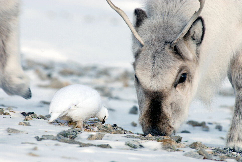 Økosystemet på land på Svalbard har bare tre overvintrende arter av store dyr som holder til over hele øygruppen. Disse er svalbardrype, svalbardrein og fjellrev. Det som skjer med én art, påvirker de andre artene. Flere reinsdyr fører naturlig nok til flere reinsdyrkadavre. Fjellreven nyter godt av kadavrene, og revebestanden øker.