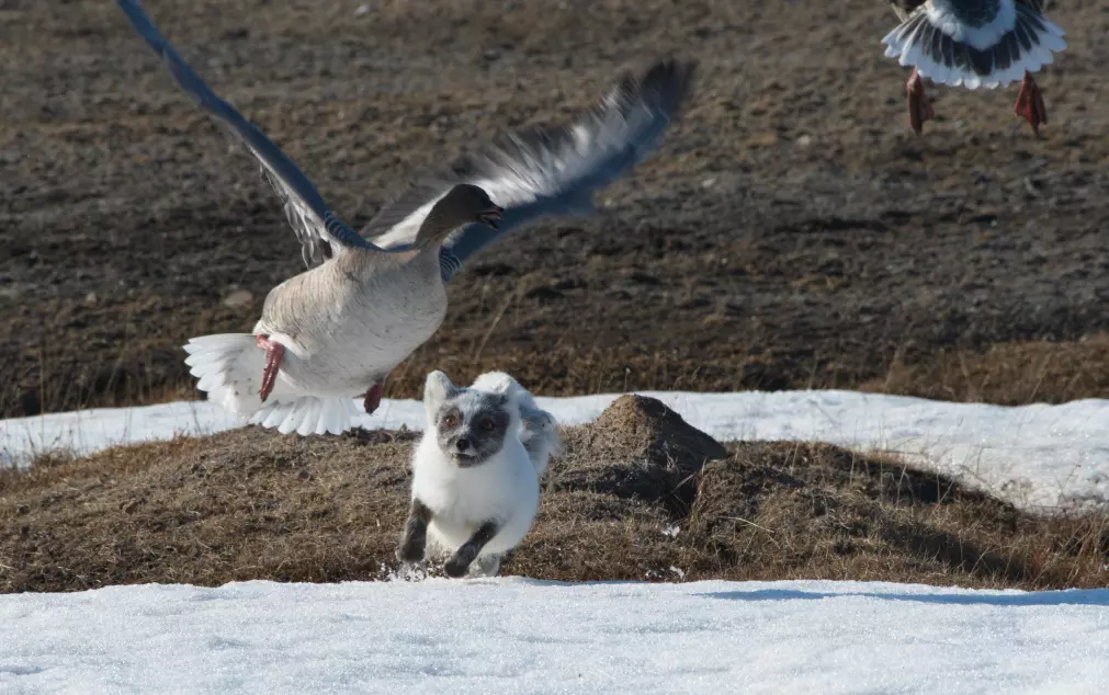 Om sommeren er gjess, sjøfugl og hekkefugler vanlige byttedyr for fjellreven på Svalbard. Om vinteren når det er knapt med bytte, er reinsdyrskadaver viktig føde.