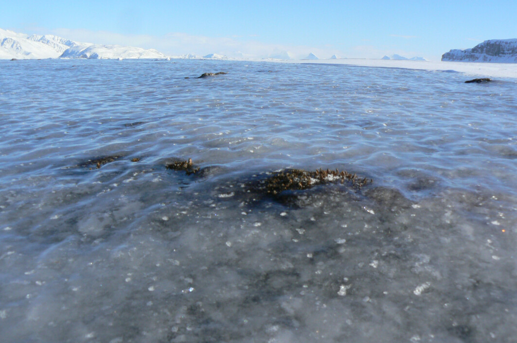 Ising på den frosne bakken er utbredt både både på Svalbard og i Finnmark. Isen blokkerer tilgangen på mat for rein, rype og smågnagere. Det får konsekvenser for dyrenes overlevelse og formering. Ising på den frosne bakken er utbredt både både på Svalbard og i Finnmark. Isen blokkerer tilgangen på mat for rein, rype og smågnagere. Det får konsekvenser for dyrenes overlevelse og formering.
