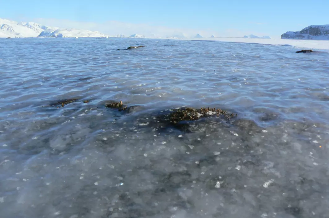 Ising på den frosne bakken er utbredt både både på Svalbard og i Finnmark. Isen blokkerer tilgangen på mat for rein, rype og smågnagere. Det får konsekvenser for dyrenes overlevelse og formering.