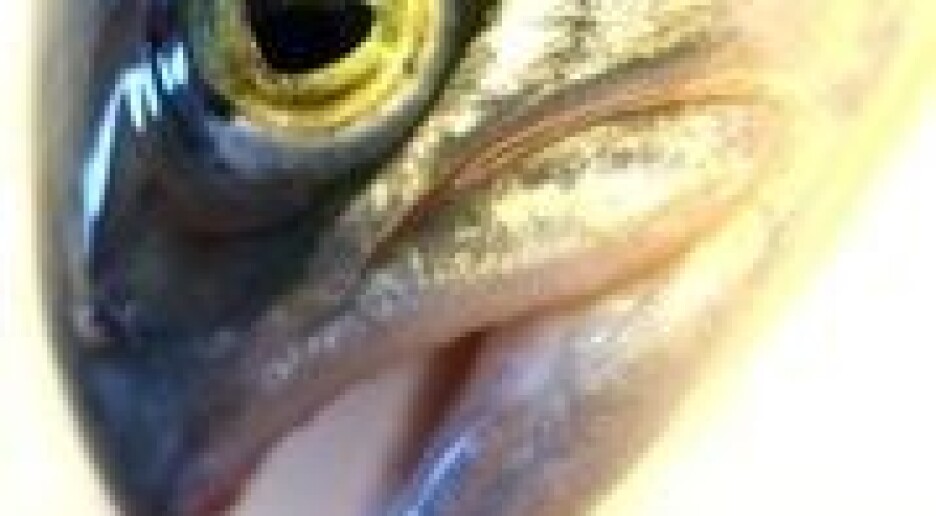 Vil avle fram laks som tåler plantefôr