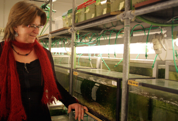 I 1998 hentet professor Gunilla Rosenqvist en gjeng med guppyer på Trinidad, og disse har nå vært forskningsfisk ved NTNU i mange generasjoner. (Foto: Ida Korneliussen) I 1998 hentet professor Gunilla Rosenqvist en gjeng med guppyer på Trinidad, og disse har nå vært forskningsfisk ved NTNU i mange generasjoner. (Foto: Ida Korneliussen)