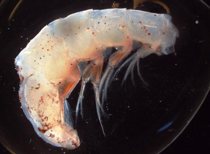 Det finnes masse tangloopper i havet, og de største kan bli 30 centimeter lange. Denne og de andre amfipodene i denne artikkelen er imidlertid knøttsmå, og fotografert i mikroskop. (Foto: Hanne Østli Jakobsen) Det finnes masse tangloopper i havet, og de største kan bli 30 centimeter lange. Denne og de andre amfipodene i denne artikkelen er imidlertid knøttsmå, og fotografert i mikroskop. (Foto: Hanne Østli Jakobsen)