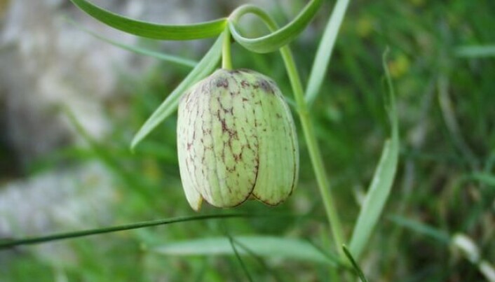 Dette er den sjeldne og endemiske plantearten <span class=" italic" data-lab-italic_desktop="italic">Fritllaria involucrata</span>, som var blant artene det var svært lite forsket på. Den er som du ser, brun og grønn. Dette er den sjeldne og endemiske plantearten <span class=" italic" data-lab-italic_desktop="italic">Fritllaria involucrata</span>, som var blant artene det var svært lite forsket på. Den er som du ser, brun og grønn.