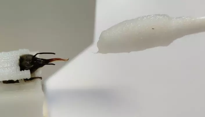 Her stikker bien tunga ut mot en prøve.