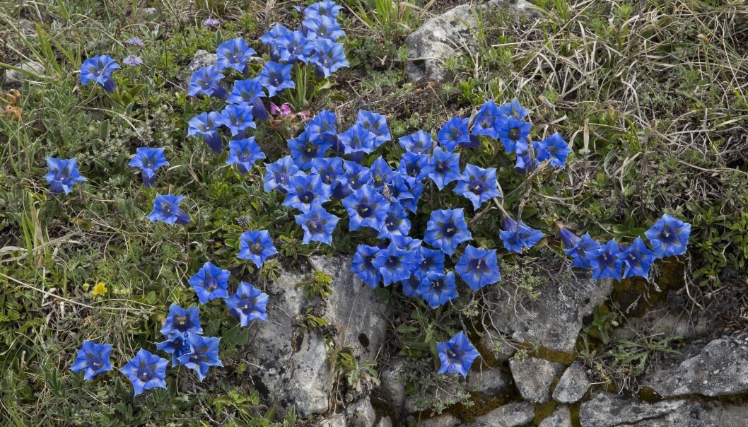 Synes du disse blomstene er fine? De er mye forsket på, og de kan oppfattes som attraktive for oss. Dette er Gentiana ligustica. Synes du disse blomstene er fine? De er mye forsket på, og de kan oppfattes som attraktive for oss. Dette er Gentiana ligustica.