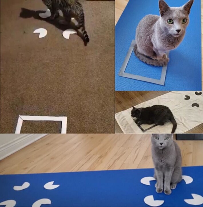 Bare én katt, Totoro, valgte figuren øverst til venstre én gang. Bare én katt, Totoro, valgte figuren øverst til venstre én gang.