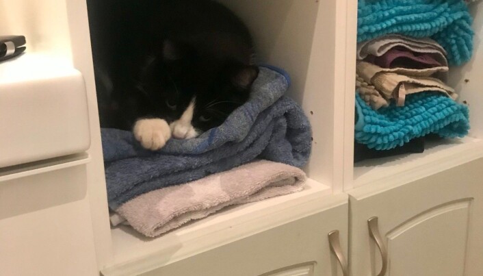 Katten Chips slapper gjerne av i esker, men også i håndklehylla. Katten Chips slapper gjerne av i esker, men også i håndklehylla.