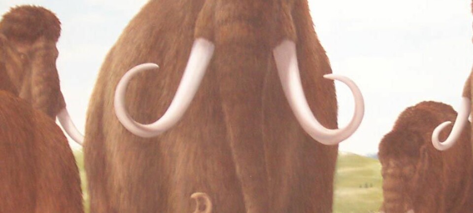 'Mammut - namnam for Storeulv.'