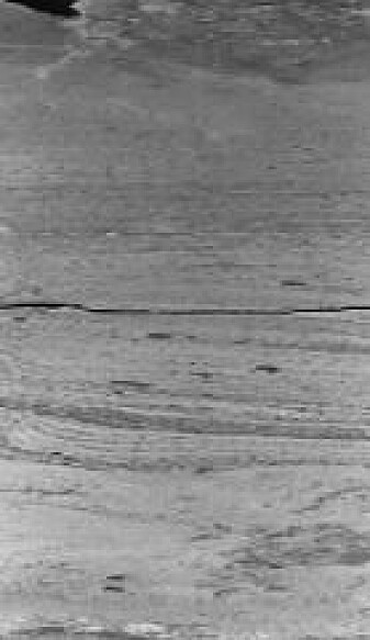 A section of a sediment core from Ástjörn. The layers tell of events in the past. A section of a sediment core from Ástjörn. The layers tell of events in the past.