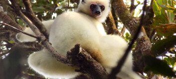 Nå vet forskere hvor mange folk som spiser lemurer på Madagaskar