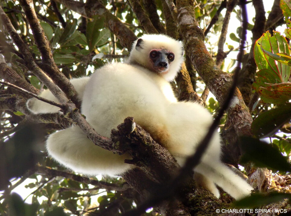 Lemurer som denne (Propithecus candidus) lever i jungelen på Madagaskar og er en truet dyreart. Noe av det som truer den, er oss mennesker.