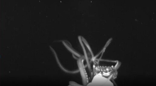 Forskere fikk sjeldne videoopptak av digre blekkspruter