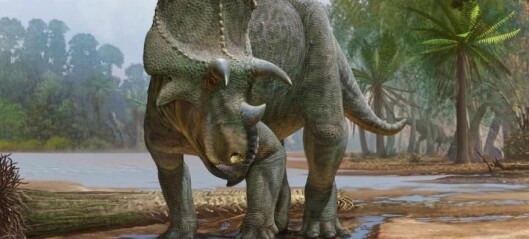 Dinosaur med nebb og tre horn vandret rundt i Nord-Amerika for 82 millioner år siden