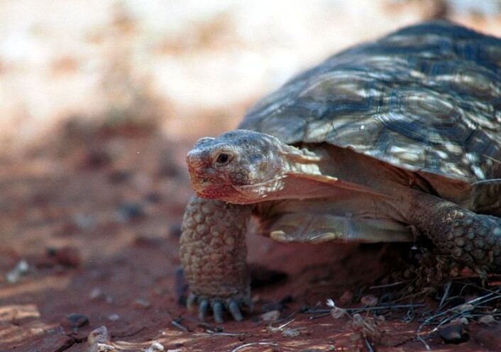 Ørkenskilpadden (Gopherus agassizii) er et godt eksempel på et dyr som opplever synkende dødelighet med alderen. – Ørkenskilpadden fortsetter å vokse hele livet, og på den måten blir den mindre sårbar overfor rovdyr. Så det er en måte å unngå aldring – å vokse seg stor, sier Owen Jones fra Syddansk Universitet. (Foto: Wikimedia commons) Ørkenskilpadden (Gopherus agassizii) er et godt eksempel på et dyr som opplever synkende dødelighet med alderen. – Ørkenskilpadden fortsetter å vokse hele livet, og på den måten blir den mindre sårbar overfor rovdyr. Så det er en måte å unngå aldring – å vokse seg stor, sier Owen Jones fra Syddansk Universitet. (Foto: Wikimedia commons)