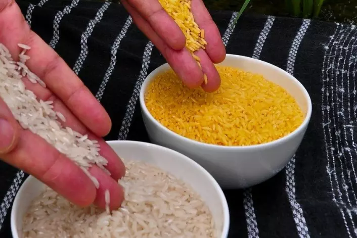 Rissorten 'Golden rice' er genmodifisert til å innehalde vitamin A. (Foto: Isagani Serrano, International Rice Research Institute (IRRI), CC)
