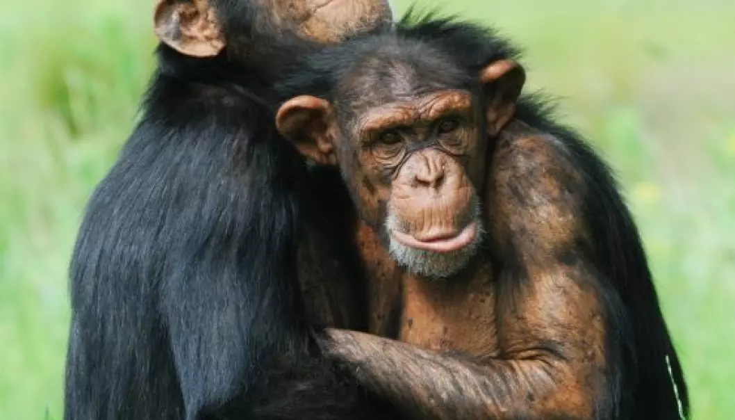 Sjimpanser har sexperimentert mer enn oss
