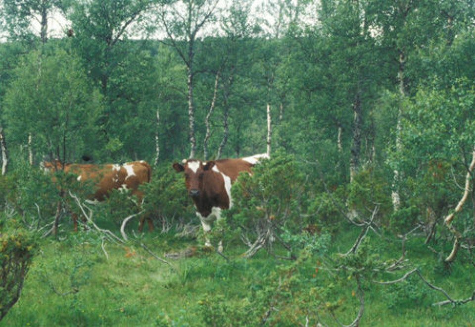 Sjeldent syn: Ku på utmarksbeite. Bilde fra Budal i Sør-Trøndelag. (Foto: Gunnar Austrheim)