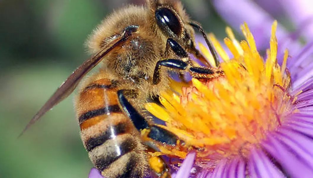 Insektgift mulig skyld i biekollaps