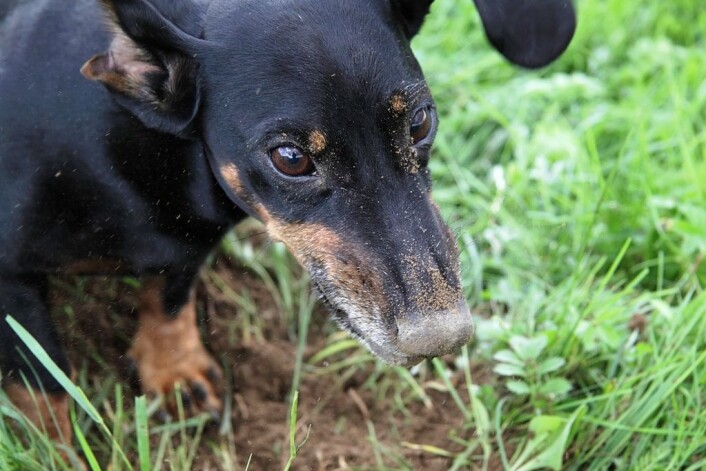 "Jeg fant noe godt i denne grøfta!" Dachsen er regnet som en sulten hund. Den er nok mindre kresne enn enkelte andre hunderaser, ifølge forskerne. (Foto: Colourbox) "Jeg fant noe godt i denne grøfta!" Dachsen er regnet som en sulten hund. Den er nok mindre kresne enn enkelte andre hunderaser, ifølge forskerne. (Foto: Colourbox)