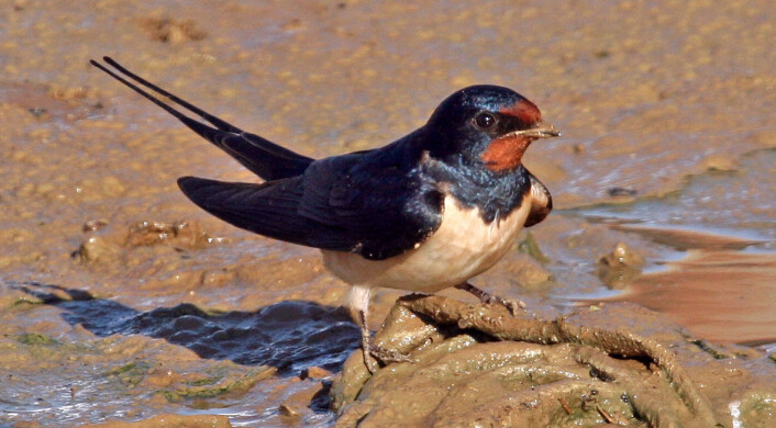 Låvesvale (Hirundo rustica) som plukker bløt leire til reiret. Leiren blir kittet sammen til en hard, rund skål som festes opp under takskjegget. (Foto: Hans Petter Kristoffersen / Skog og landskap) Låvesvale (Hirundo rustica) som plukker bløt leire til reiret. Leiren blir kittet sammen til en hard, rund skål som festes opp under takskjegget. (Foto: Hans Petter Kristoffersen / Skog og landskap)