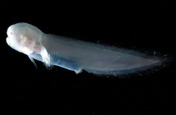 "Aphyonus gelatinosus er blind." "Aphyonus gelatinosus er blind."