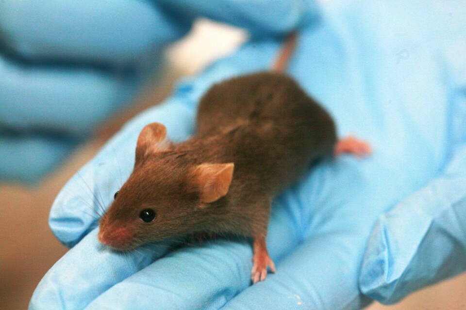 En helt vanlig tarmbakterie gjorde autistiske mus nesten helt frie for symptomer. Den kunnskapen kan åpne opp for nye behandlingsmuligheter, sier dansk professor. (Foto: Wikimedia Commons)