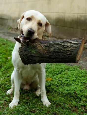 Noen hunder er alltid sultne - labrador er en av dem. Her; en lys variant som antakelig ikke har planer om å spise en vedkubbe. (Foto: Colourbox) Noen hunder er alltid sultne - labrador er en av dem. Her; en lys variant som antakelig ikke har planer om å spise en vedkubbe. (Foto: Colourbox)