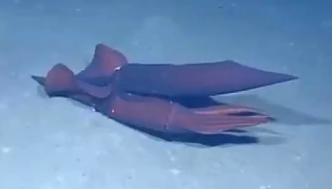 Blekksprut-sexvideo på djupt vatn